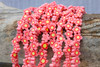 Polymer Clay Coral / Yellow 9mm Flower