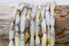 Dendritic Agate Natural Polished 25x6mm Rice