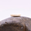 White Shell Polished 14mm Flower