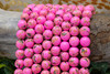 Reconstructed Manmade Turquoise & Shell 12mm Round - Hot Pink