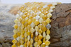 Yellow Jade Polished 8mm Faceted Clover / Quatrefoil