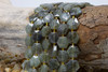Labradorite Polished 14mm Faceted Hexagon