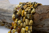 Natural Amber 8-15mm Nugget