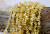 Citrine Polished 5-10mm Chips