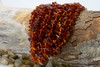 Baltic Amber Honey Cognac Polished 7-9mm Chips - 12" Strand