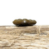 Abalone Polished 12mm Scallop Shell Bead