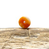 Spiny Oyster Polished 6x10mm Orange Tube Bead