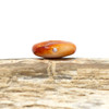Spiny Oyster Polished 10mm Orange Coin Bead