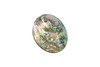 Abalone 60x40mm Whole Shell