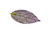 Rainbow Plated Stainless Steel 60x33mm Etched Leaf Pendant