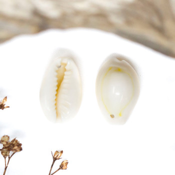 Natural Cowrie Shell 11x16.5mm - Drilled Hole