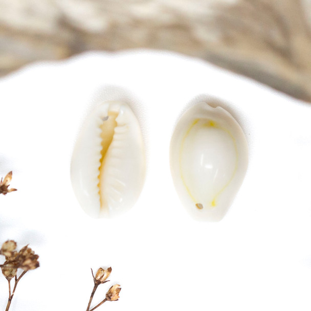 Natural Cowrie Shell 11x16.5mm - Drilled Hole