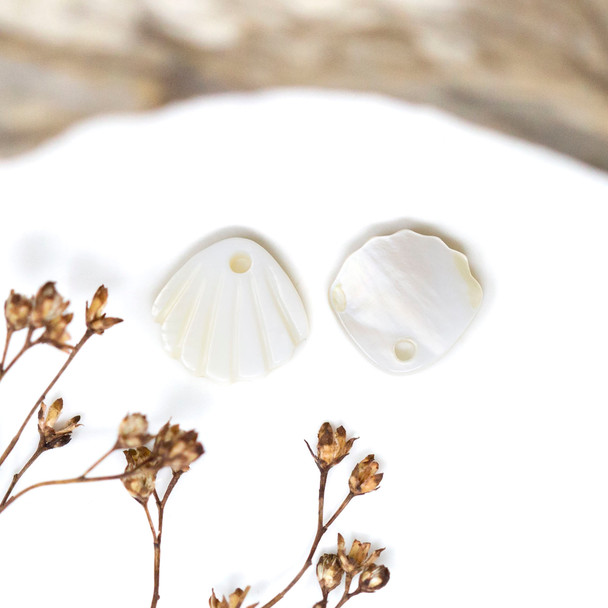 Scallop Shell Polished 11x10mm
