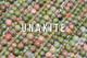 Unakite