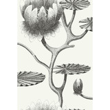 Cole & Son Wallcovering Lily Black/White CONTEMPORARY RESTYLED PAPER - 100% United Kingdom Horizontal: 20.5 and Vertical: 30 20.5 - My Fabric Connection -