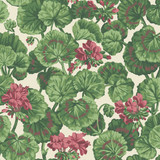 Cole & Son Wallcovering Geranium Rose/Forest Grn On Parchment COLE & SON SEVILLE NON WOVEN - 100% United Kingdom Horizontal: 20.5 and Vertical: 20.5 20.5 - My Fabric Connection -
