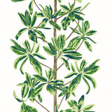 Thibaut Wallpaper Mangrove Tree Green and White T45035 Wallpaper Wallpaper U.S.A </p><p>Repeat: H: , V: 36 (91.44 cm) 27 in (68.58 cm) - My Fabric Connection - Thibaut Wallpaper Mangrove Tree Green and White T45035 Wallpaper Wallpaper U.S.A </p><p>Repeat: H: , V: 36 (91.44 cm) 27 in (68.58 cm) - My Fabric Connection -