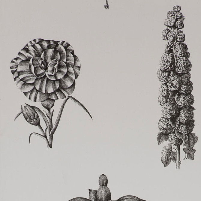 Gaston Y Daniela Wallcovering Guayana Negro Wallcovering PAPER - 100% Spain </p><p>Repeat: H: , V: 20.8 - My Fabric Connection -