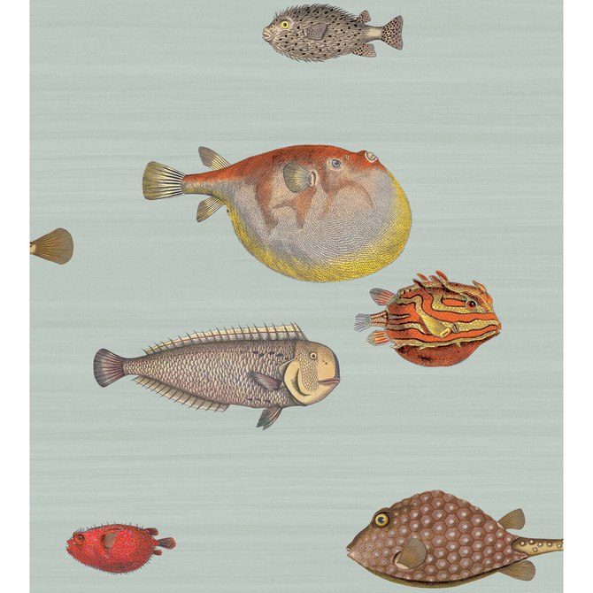 Cole & Son Wallcovering Acquario Pal Bl & Mlt COLE & SON FORNASETTI PAPER - 100% United Kingdom Horizontal: and Vertical: 29.94 27 - My Fabric Connection -