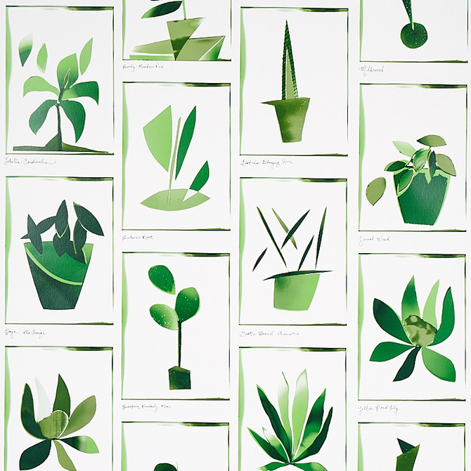 Schumacher Wallcovering Botanicals Greenhouse 5012691 Wallcovering Paper UNITED STATES OF AMERICA </p><p>Repeat: H: HORZ. 27" (69CM), V: VERT. 29 1/4" (75CM) 27 - My Fabric Connection -