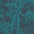 Cole & Son Wallcovering Cow Parsley Teal Wallcovering PAPER - 100% United Kingdom </p><p>Repeat: H: , V: 30 21 - My Fabric Connection -