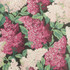 Cole & Son Wallcovering Lilac Magenta/Blush/Charco COLE & SON BOTANICAL BOTANICA PAPER - 100% United Kingdom Horizontal: 20.5 and Vertical: 25.2 20.5 - My Fabric Connection -