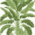 Thibaut Wallpaper Banana Tree Green T13914 Wallpaper Wallpaper U.S.A. - </p><p>Repeat: V: 36 27 - My Fabric Connection -