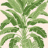 Thibaut Wallpaper Banana Tree Pink and Green T13917 Wallpaper Wallpaper U.S.A. - </p><p>Repeat: V: 36 27 - My Fabric Connection -