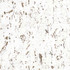 Aoc Wallpaper W7872 Lilliane 1 Sandalwood Wallpaper 100%Oth USA Flame Retardant-A.S.T.M. E84 N.F.P.A. 286 </p><p>Repeat: H: 0, V: 33.875 27 in - My Fabric Connection - Aoc Wallpaper W7872 Lilliane 1 Sandalwood Wallpaper 100%Oth USA Flame Retardant-A.S.T.M. E84 N.F.P.A. 286 </p><p>Repeat: H: 0, V: 33.875 27 in - My Fabric Connection -