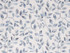 Norbar Fabric Entice Cobalt PRISM SEAVIEW 85% POLYESTER 15% COTTON INDIA 12 1/2"V - 17 1/4"H 51.75 - My Fabric Connection -
