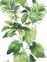 Seabrook Wallpaper Leaf Stripe Summer Fern Harry & Grace Peel and Stick  United States 30.75 27" 20.5"  - My Fabric Connection -
