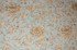 Duralee Outdoor Natural-look Floral Print 1 3/4 Yards