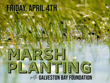 Apr 4: Marsh Planting with Galveston Bay Foundation