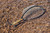 Fishpond Nomad® Native Net - 2.0