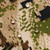 Sitka Endure Pant