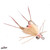 Umpqua Kung Fu Crab | Wyatt | Tan | Size 0427559