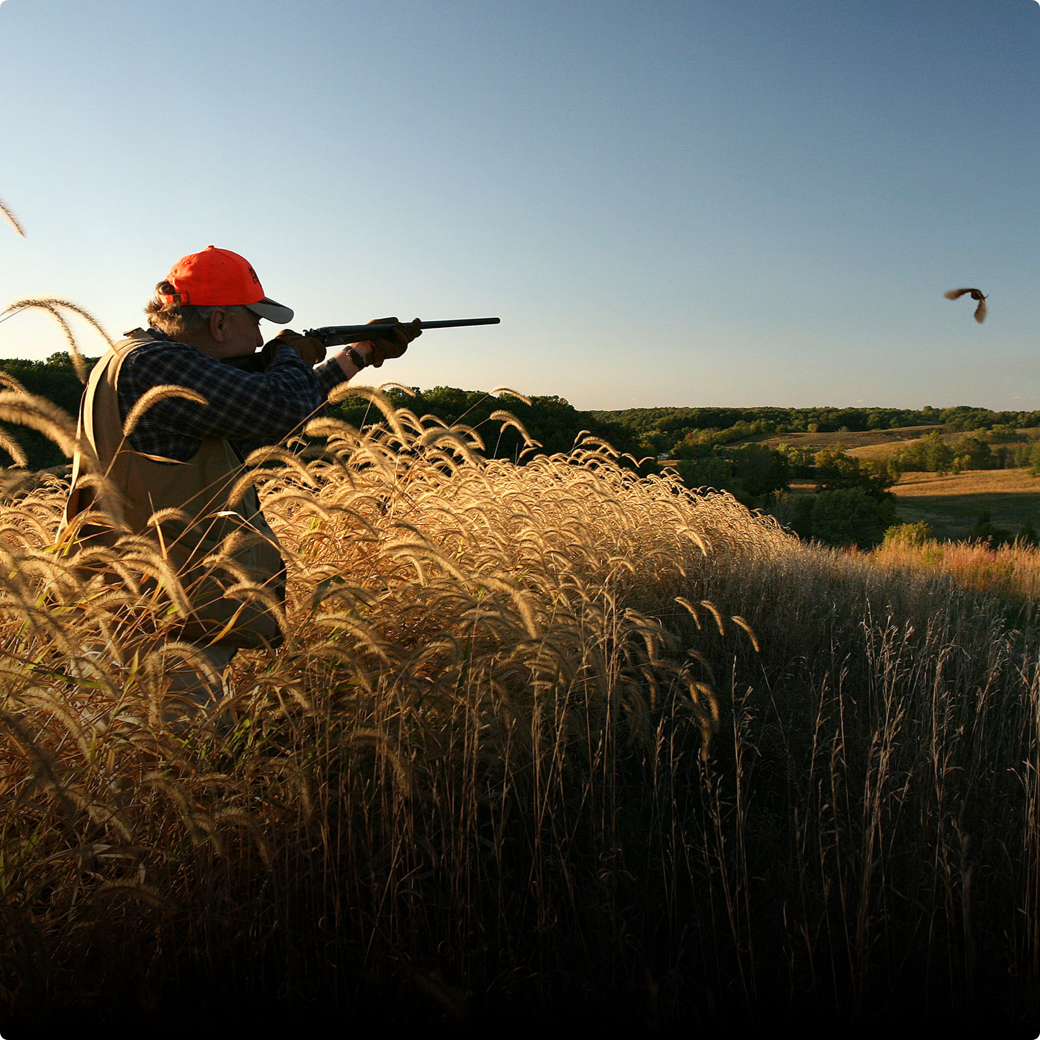 hunting upland birds