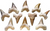 Shark Tooth Shark Tooth