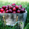 HPCS1 Wooden Hot Pot Stand with Coasters set of 4 - Bucket of Cherries