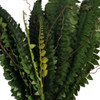 XSJ1AA Artificial Plant - Boston Fern