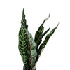 XSJ006 Artificial Leaves Branch -  Chinese Evergreen