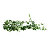 XSJ010A Artificial String Of Leaves - Two Tone Green Ivy