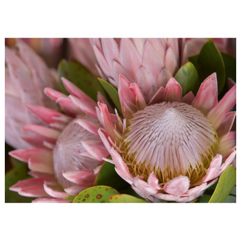 PLACEML105 Disposable Placemats - Light Pink King Proteas