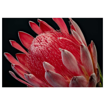 PVCPPROTEA7 PVC Placemat - Red Single Protea