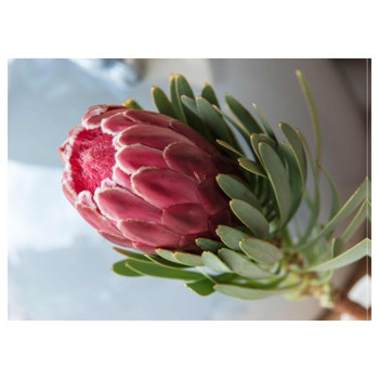 PLACEML149 Disposable Placemats - Dark Pink Single Protea