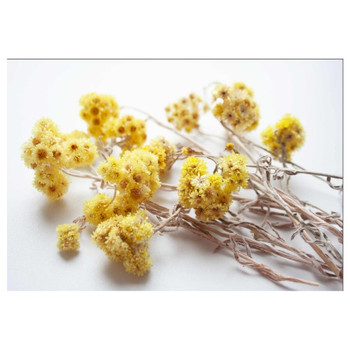 PVCPDRIED5 PVC Placemat - Yellow dried Flowers