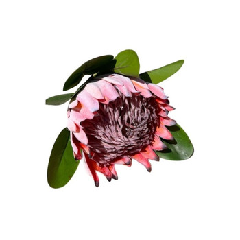 XSJ23101A Artificial Flower - Light Pink Protea 72cm