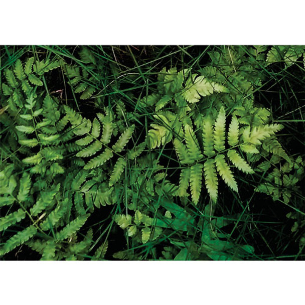 PVCPFERN01 PVC Table Placemats - Fern Fun