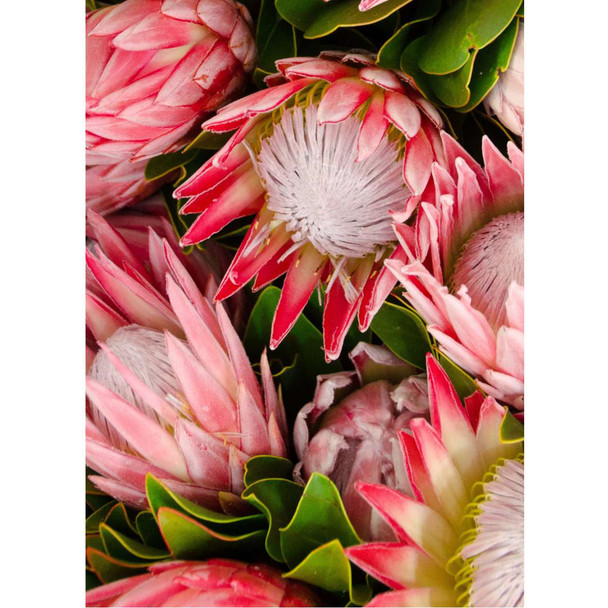 PVCTCMPRO01 Medium PVC Table Cover - Pink Protea Garden