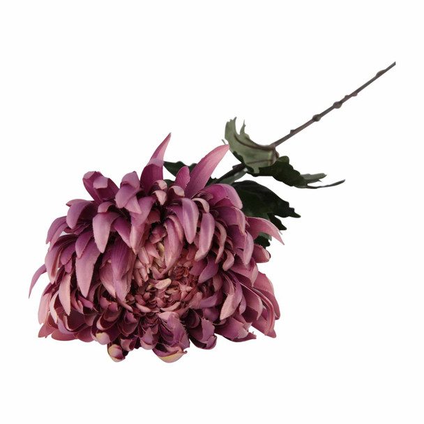 LD170125A2EA Purple Chrysanthemum (Krisant)